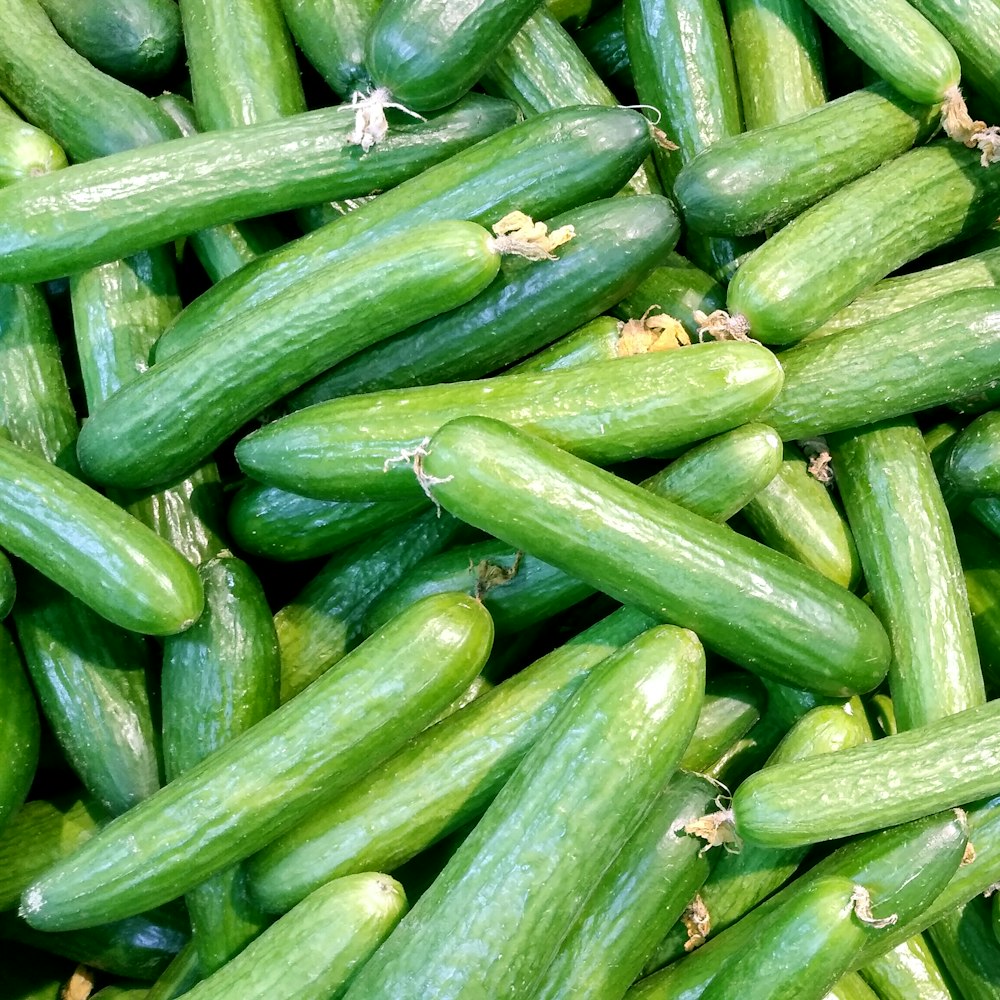 Hydroponic Cucumber