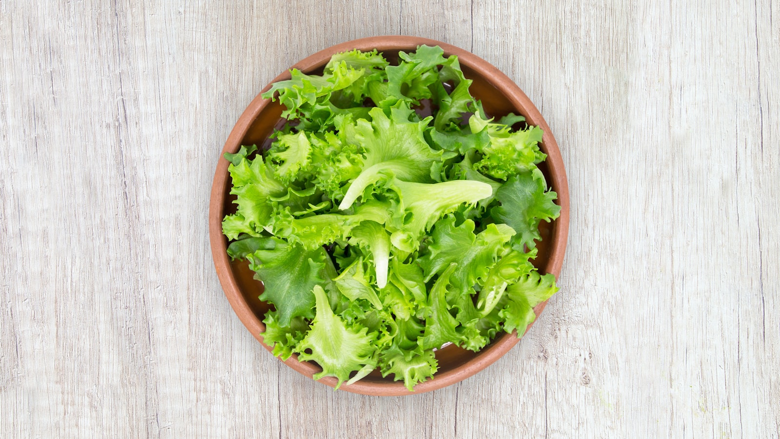 Batavia Lettuce