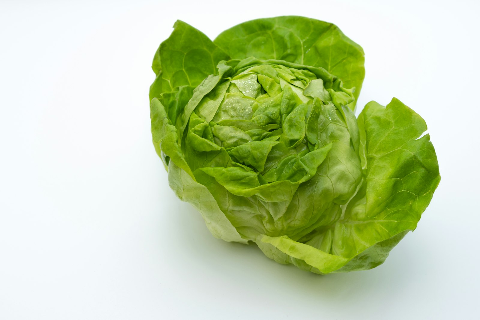 Capucha Lettuce